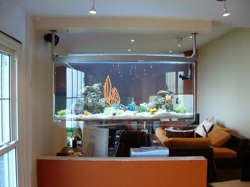 家中养鱼风水