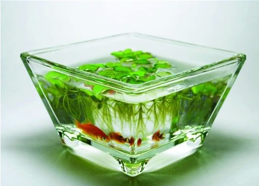 十二生肖养金鱼添运