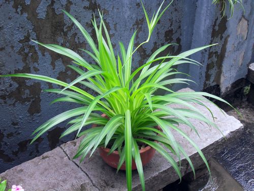 辟邪除秽“端午节” 家居风水设计讲你知