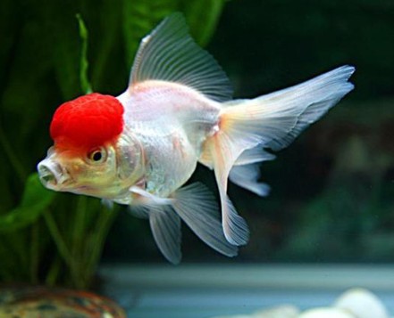 办公室养鱼风水宜忌