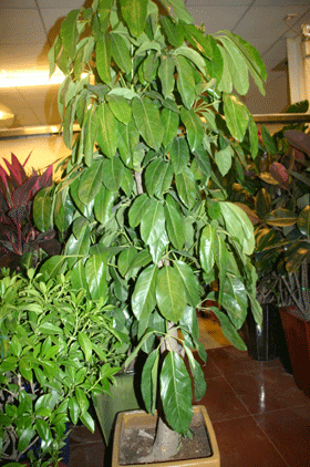 风水问答：房间可以摆花或草吗