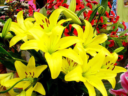 卧室风水是住宅风水中的重要组成部分 卧室忌讳的花卉