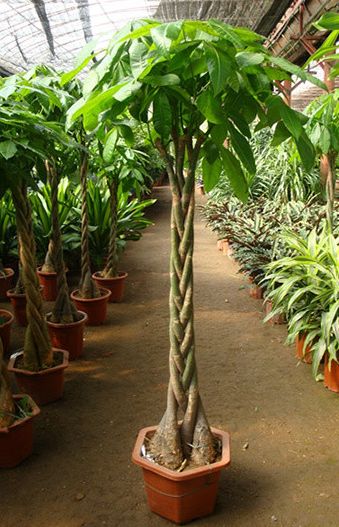  发财树的风水摆设