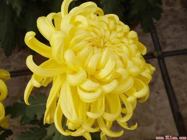 九月开什么花 9月开什么花