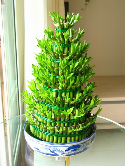 开运富贵竹怎么养